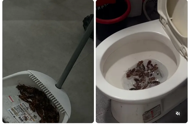 殺蟑成果驚人。翻攝自xu_yuting0302 threads