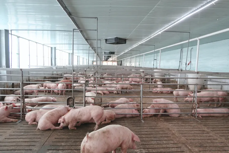 香草豬不只講究肉品品質，亦關注產業永續發展，採用節省能源的環保畜舍，落實農畜綠色循環，並以低密度飼養保障動物福利，更定期捐贈優質肉品給兒少福利機構。福爾摩沙遊艇酒店提供