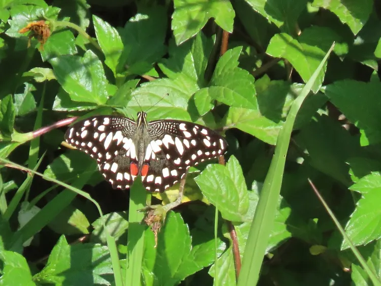 無尾鳳蝶是藤寮坑溝常見的嬌客。水利局提供