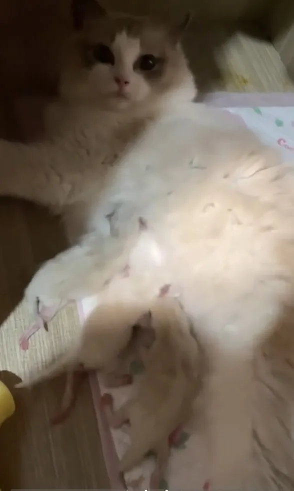 母貓咪正在讓小貓吸奶。IG @7sins46 提供