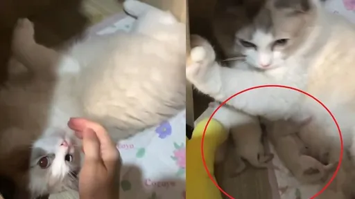 主人出差回家喵星人躲衣櫃　原來生了一窩小貓