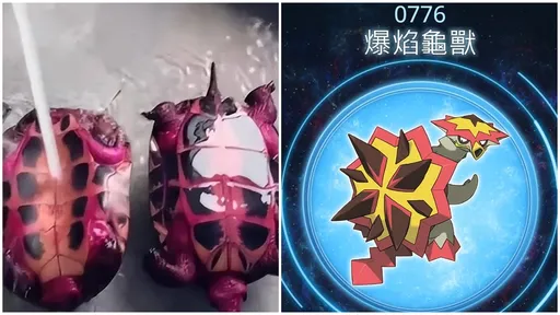 她餵烏龜吃火龍果 隔天整隻紫紅色變「真實版寶可夢」