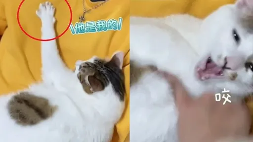 不被愛的才是第三者!喵星人強勢霸佔男友