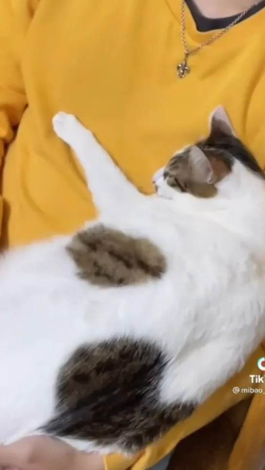 咪寶依偎撒嬌的表示他是偶的。喵咪TikTok@mibao_faftat 提供