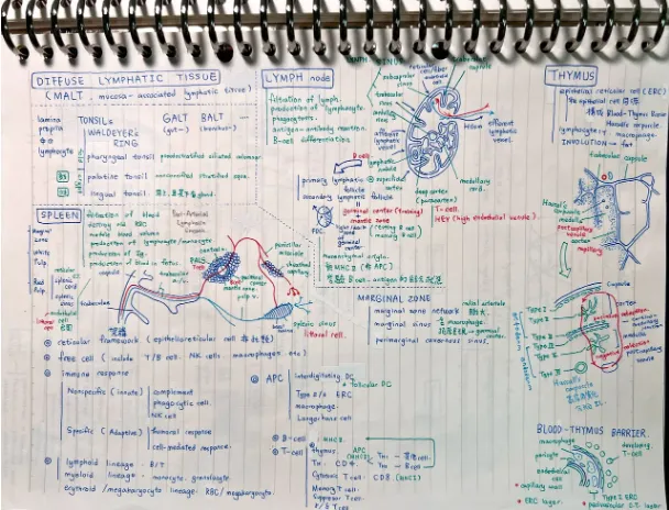 網紅krisliuliu開箱台大醫生國考筆記。翻攝krisliuliu YT