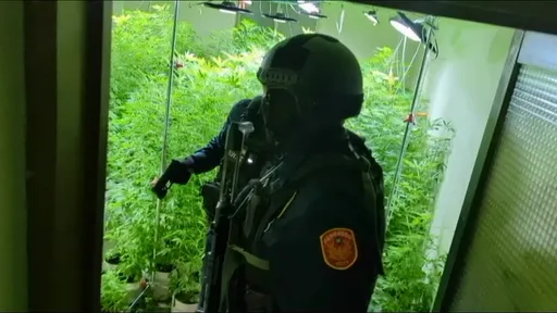 嫌種西瓜賺太慢轉行種大麻 雲林透天厝變溫室!442株製成毒品值2億