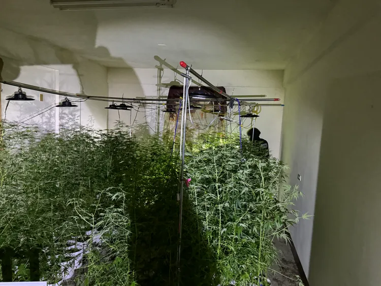 原為西瓜農的王姓主嫌，將鄉下透天厝改裝為大麻植栽場。民眾提供