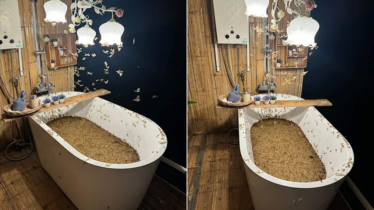 民宿陽台浴缸吸引白蟻聚集，許多白蟻死在浴缸中。翻攝自Dhiwa Bhochawatt臉書