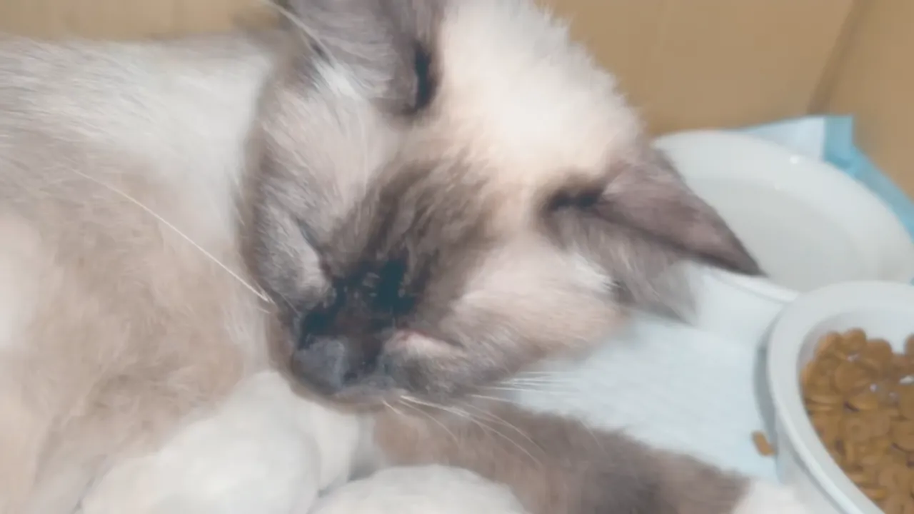 五寶媽給小幼喵愛的舔舔♥