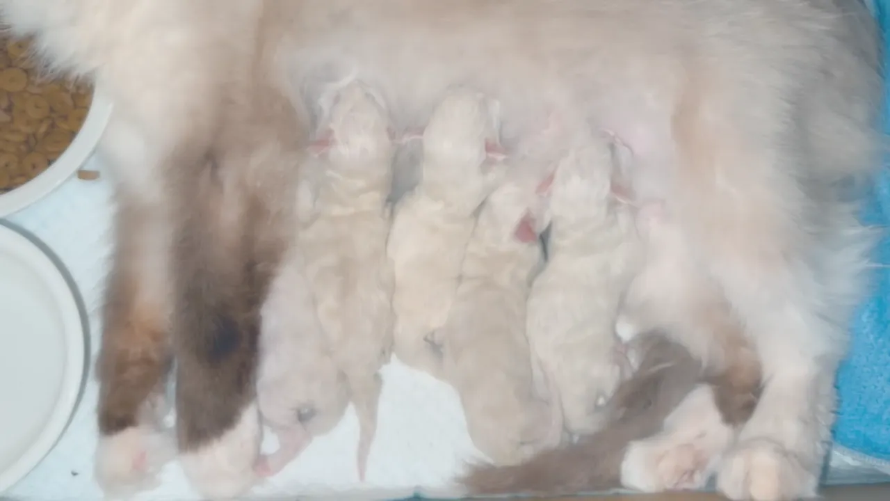 五隻小幼喵在馬麻懷中吃奶♥