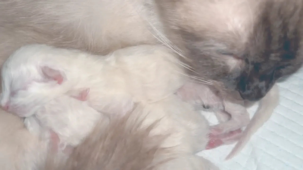 小幼喵躺在馬麻懷中睡著♥