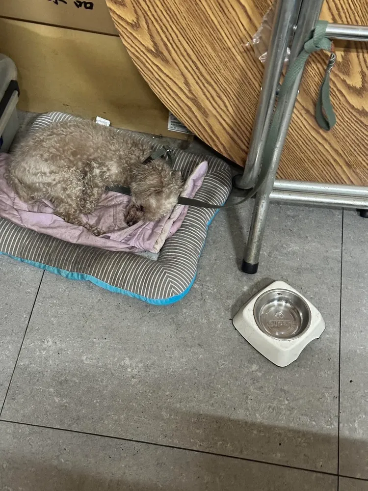 業者在辦公室養狗。爆料民眾提供