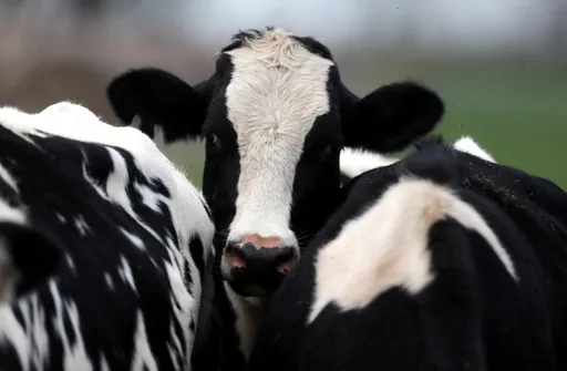 美國爆全球首例「乳牛染禽流感」對台有影響？疾管署說話了