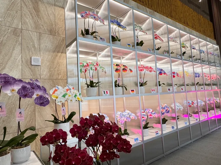 今年國宴佈置花材以臺灣最具國際競爭力且為臺南市花的蝴蝶蘭為主。市府提供