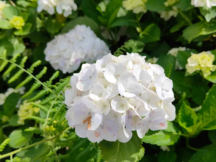 繡球花本體構造以小小花多集結而成的姿態，如同像家人般聚集在一起。公所提供