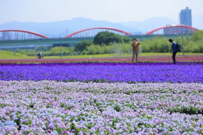 台北大縱走第八段河濱公園花海。業者提供