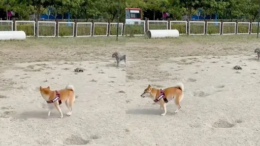 柴犬被玩具車追著跑 「不要過來喔」狂閃