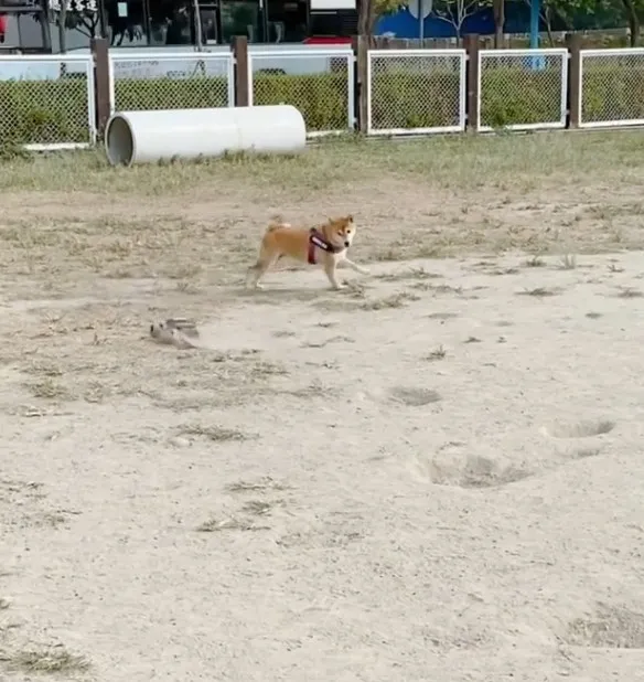 玩具電動車追著柴犬跑。IG @lele_theshiba 提供