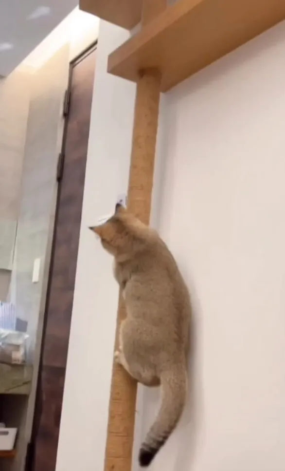 貓咪攀爬桿子。IG《@manman.meow》提供