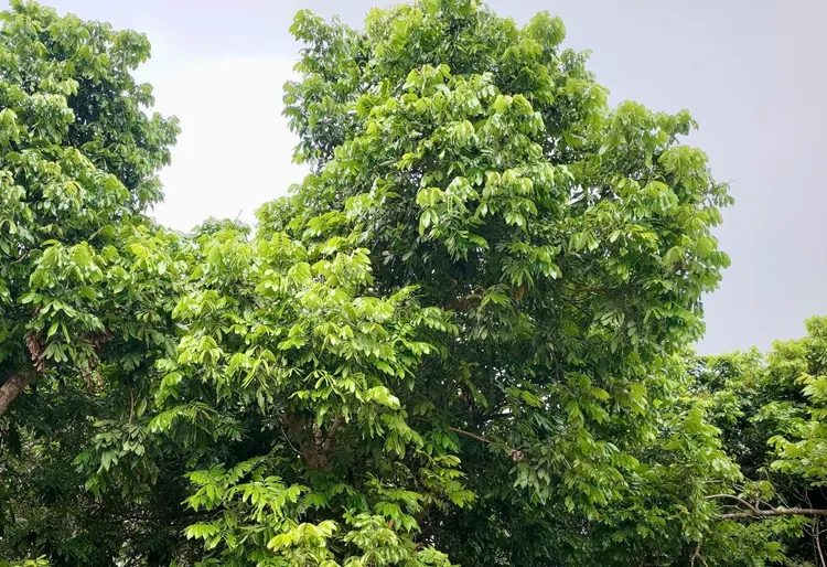 因今年初氣候不穩，龍眼及荔枝開花情況普遍不佳。農業局提供
