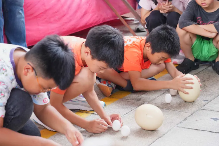 小朋友挑戰鴕鳥蛋趣味立蛋。市府提供