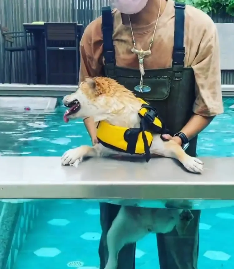 誰來救救偶~偶不想想學游泳。IG @lele_theshiba 提供