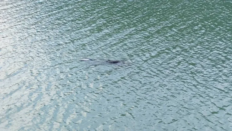 遊客發現落水民眾在水中載浮載沉。北區水資源分署提供