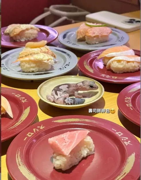 消費者擅自將寵物守宮攜入壽司郎門店並放於餐盤中上傳動態。翻攝自Dcard