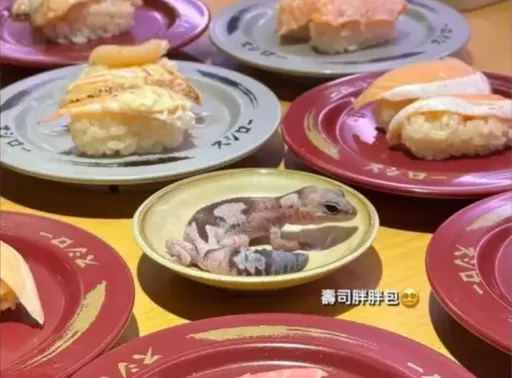 「壽司郎事件」在台上演!大學生將寵物放上醬料盤 官方將於法究責