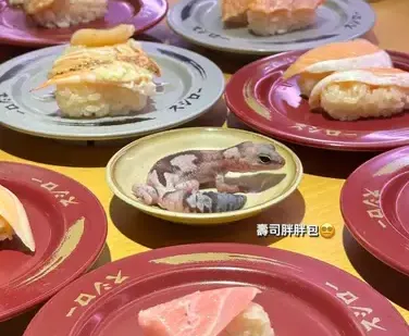 有人生吞壁虎喪命「放壽司郎醬油碟有毒?」 專家這樣解釋