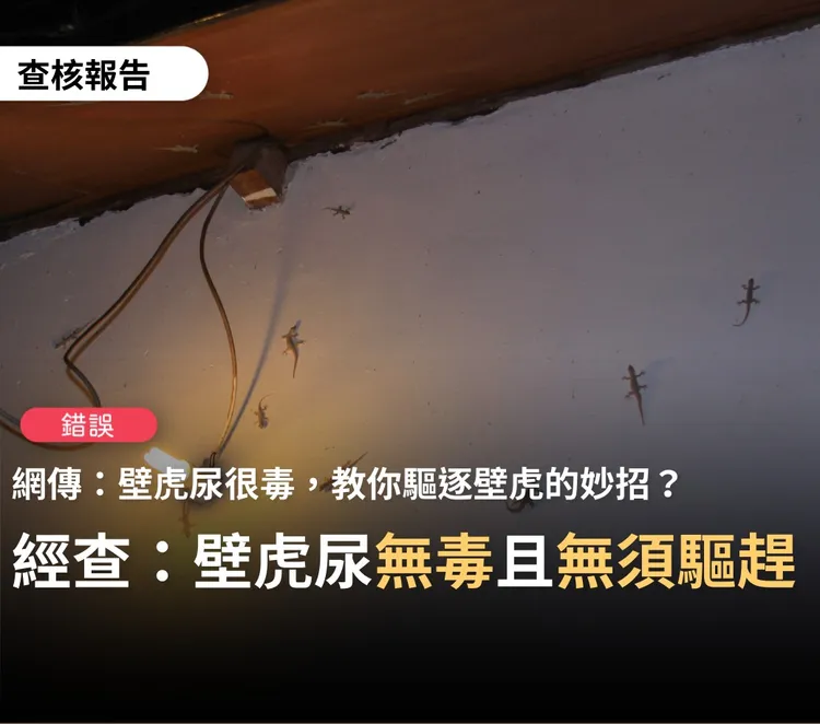台灣事實查核中心曾對壁虎尿液與爬行過食物是否有毒性做說明。圖片取自台灣事實查核中心