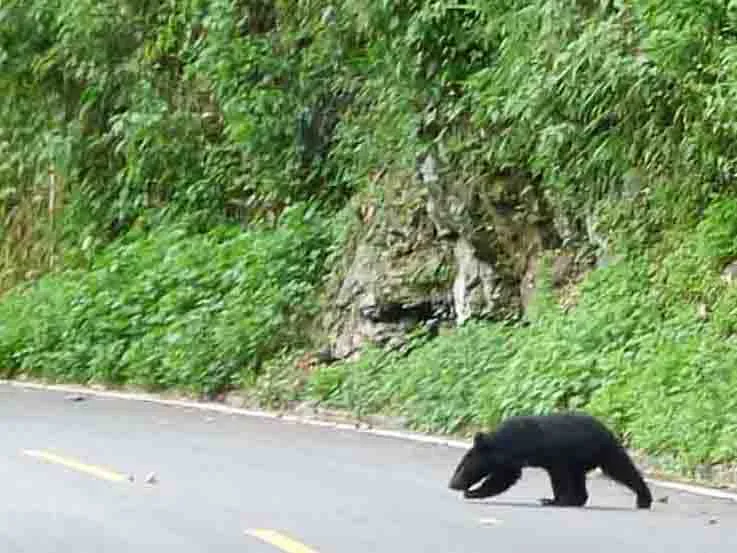 民眾遠距離記錄到小黑熊過馬路。取自我愛玉里臉書