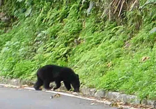 花蓮遊客少「熊出來了!」 民眾直擊黑熊母子現身南安瀑布