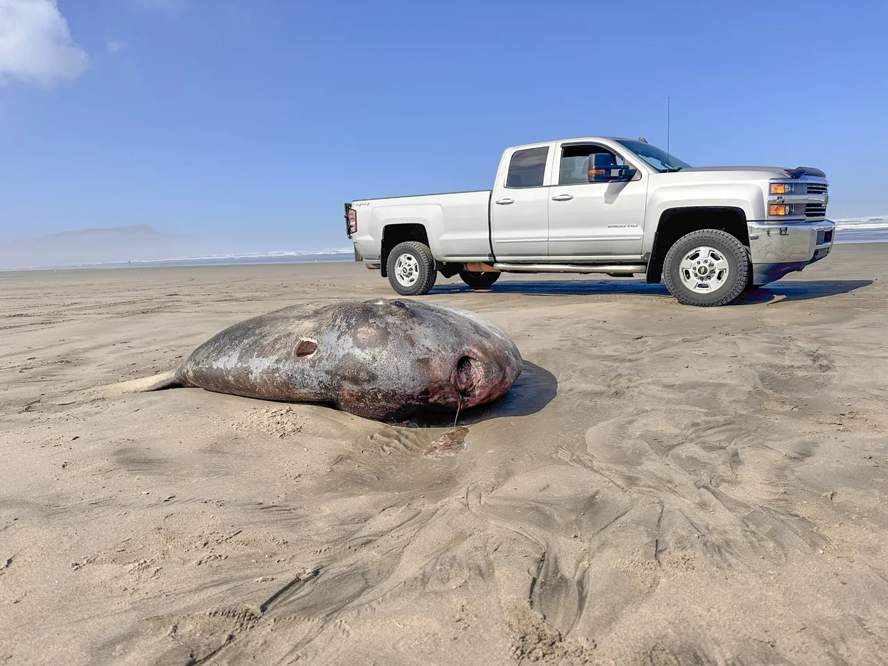 翻車魚屍體和車子相比。Seaside Aquarium Facebook