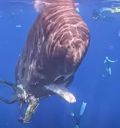 善心又勇敢的女潛水員冒著危險在巨型抹香鯨的巨齒中，清除人類製造的垃圾。翻攝Youtube/We Love Animals