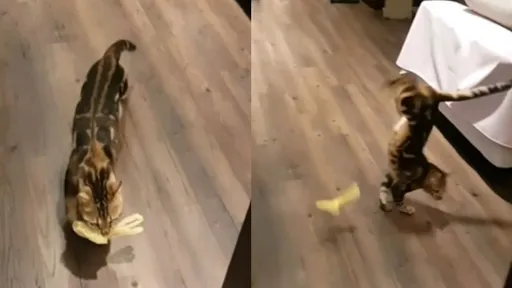 喵星人耍特技超厲害　堪比馬戲團後空翻全到位