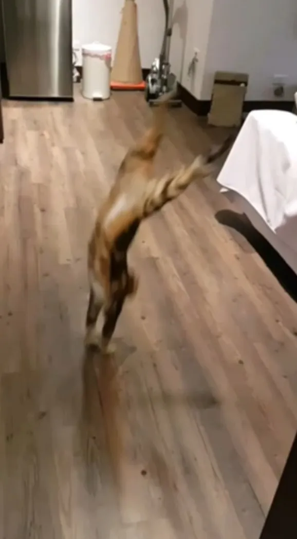 喵星人後空翻倒立。FB：黃榮龍提供