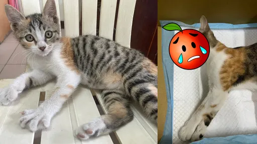 貓咪絕育術後「詭遭頭套勒死」!飼主淚揭疑點 醫生家屬回應遭轟