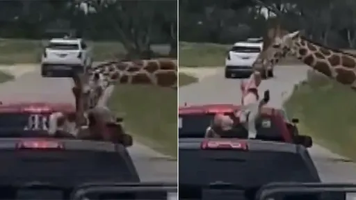 動物園長頸鹿搶食 2歲女童險被叼走