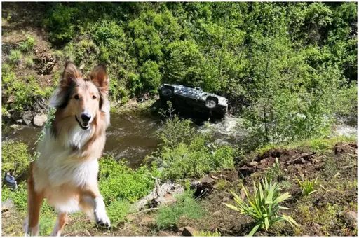 美國奧勒岡男子駕車墜崖 靈犬穿越6公里荒野求援獲救