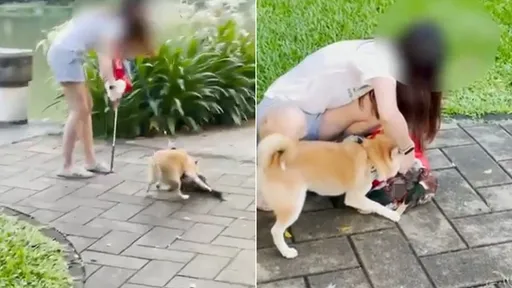 柴犬狠咬大湖公園綠頭鴨 北市府初判飼主違2法可罰30萬元