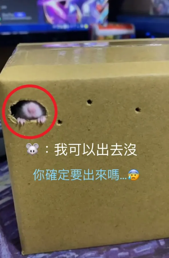 小白鼠露出鼻子和2隻手，可愛又呆萌。TikTok@pang2ballpython / IG：pang2_ballpython 提供