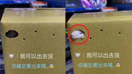 小白鼠爬呀爬呀爬　主人：你確定要出來嗎？