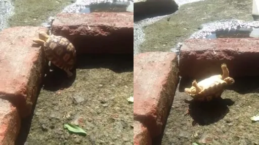 烏龜爬牆想出軌 反倒地喊救命