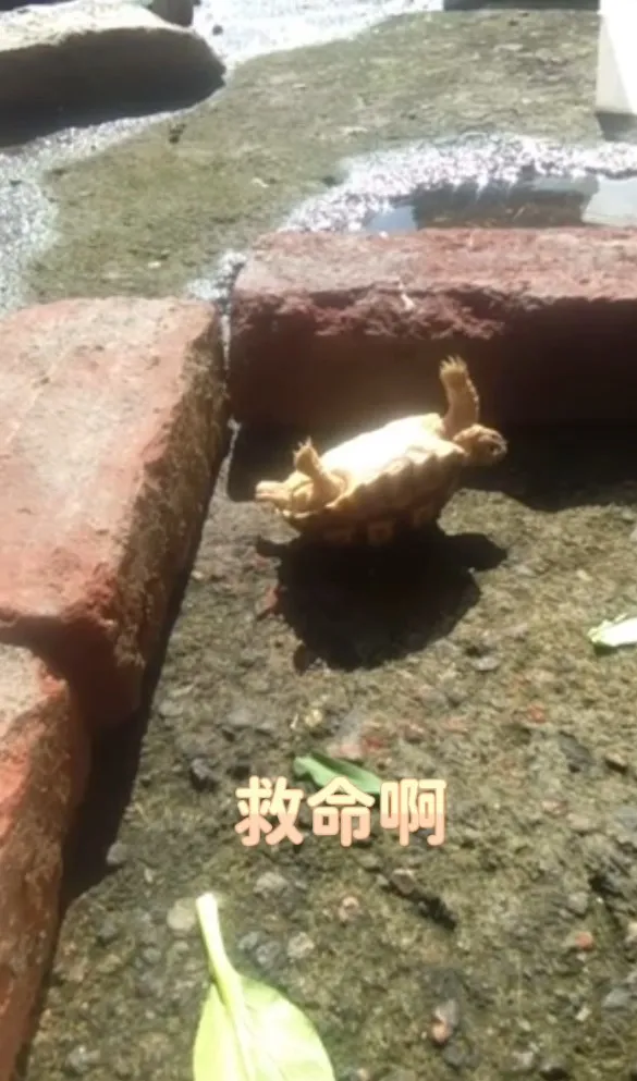 來人啊!誰來救救我。FB:Lana Lee 提供