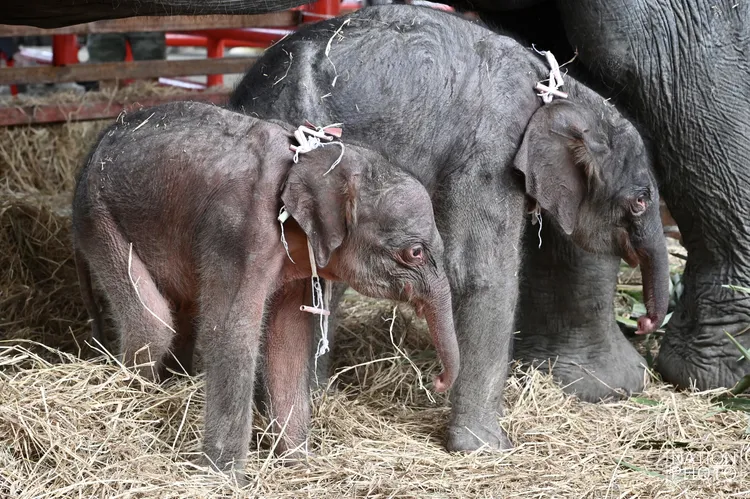 龍鳳胎象寶寶機率不到1%。翻攝Ｘ@Thenationth