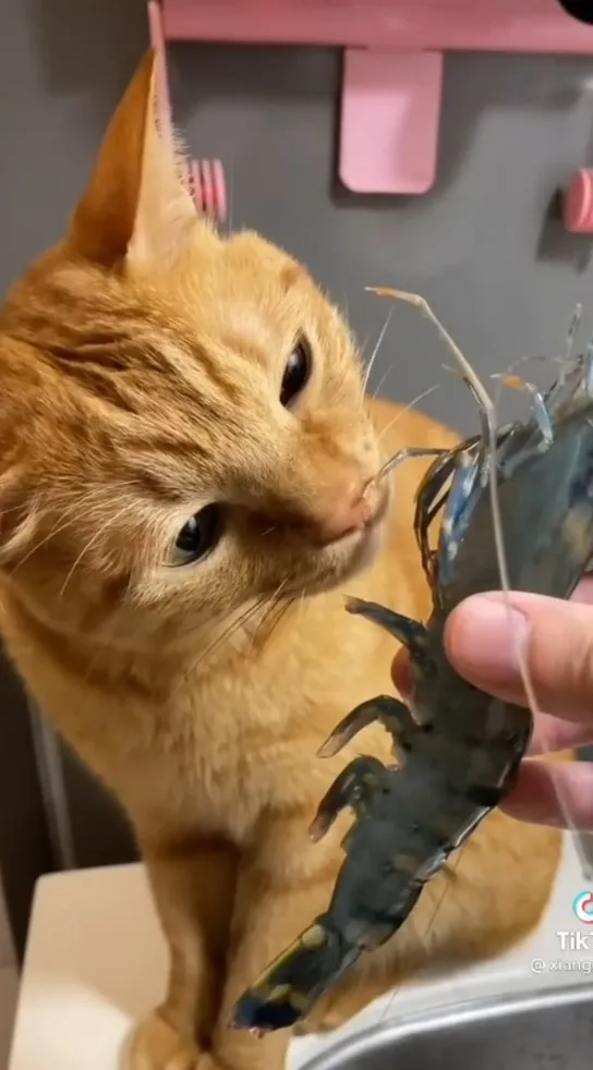 邊做飯邊和貓咪互動一下。TikTok@clauren05 / IG:cn__ie 提供