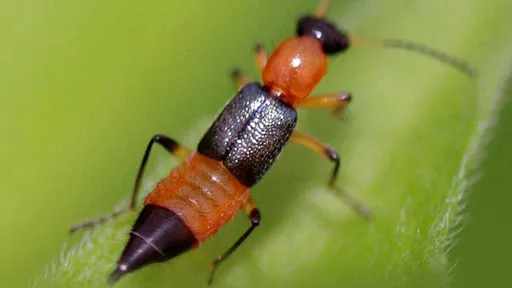 她睡觉脸痒痒随手杀虫险毁容　不是蚊子！竟是「飞行的硫酸」