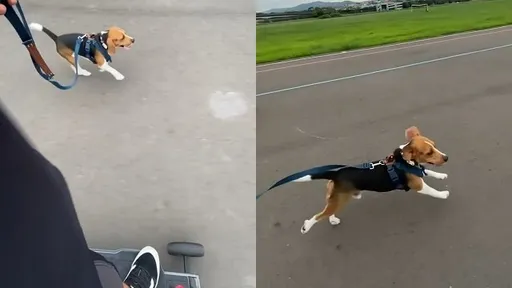 滑板上開心遛狗 米格魯跑到變雪橇犬!