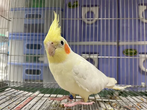 桃園6/22「非犬貓特寵」認養活動 快把這14隻可愛寵物帶回家
